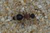 Smicromyrme sp.